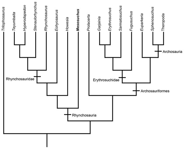 Rhynchosaur phylogeny.