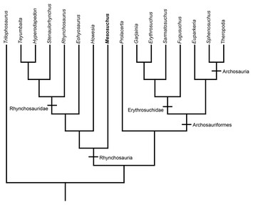 The braincase of Mesosuchus browni (Reptilia, Archosauromorpha) with ...