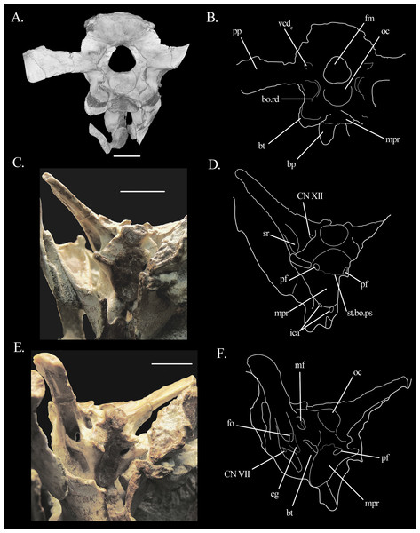 Braincase of Mesosuchus browni.