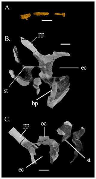 Right stapes of Mesosuchus bronwi.