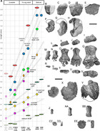 A prevalence of Arthropterygius (Ichthyosauria: Ophthalmosauridae) in ...