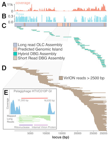 Long-read Viral Metagenomics Captures Abundant And Microdiverse Viral ...