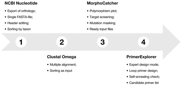 Protocol-at-a glance for successful design of taxon-specific primer sets.