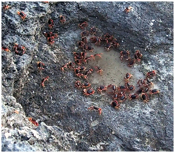 Photo of crabs drinking at a pool.