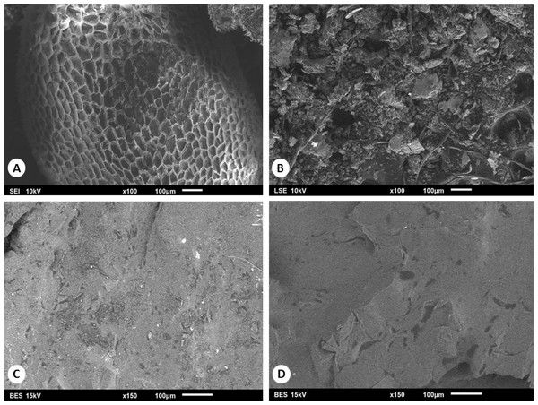 Micrographs of the external surface of date pulp and seed, previous (A, C) and after oil extraction with solvent (B, D).