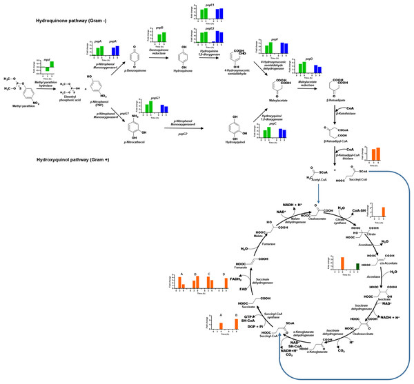 Differential expression of the clusters of genes involved in PNP degradation by Burkholderia zhejiangensis CEIB S4-3.
