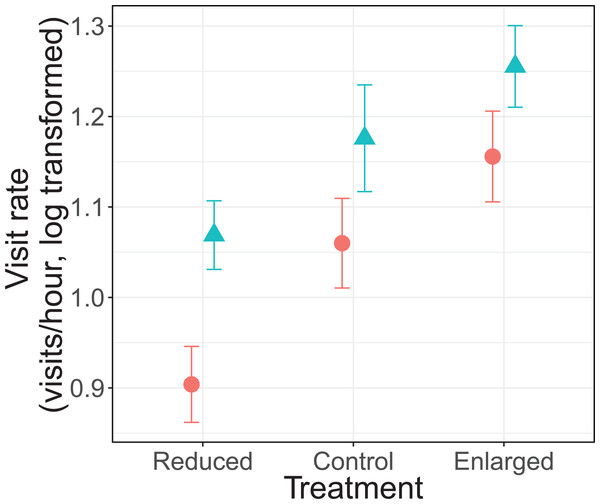 Parental feeding rates (visits/hour, log transformed) for each treatment (reduced (n = 17), control (n = 18) and enlarged (n = 20) brood size) and sex (blue triangles: males, red circles: females).