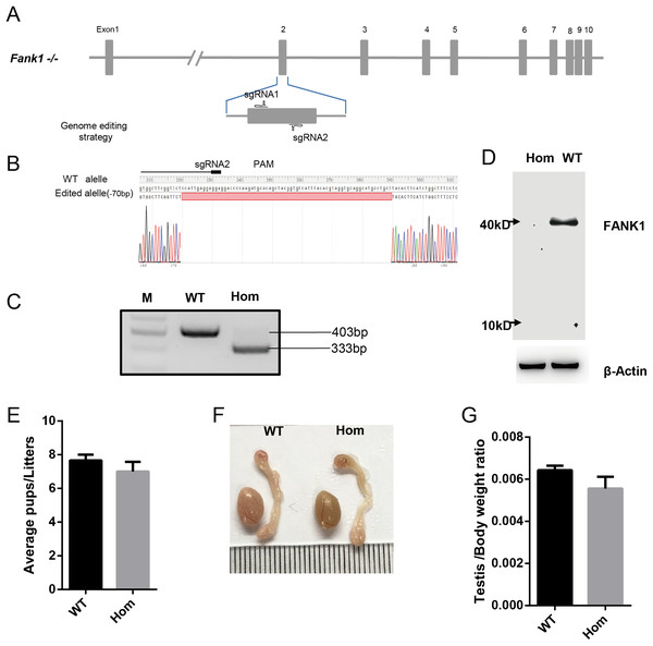 Fank1−/− mice are fertile.