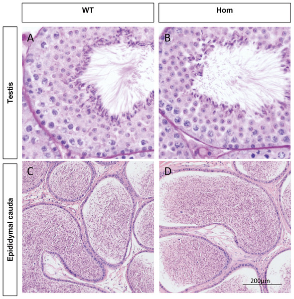 Spermatogenesis appears normal in Fank1−/− mice.