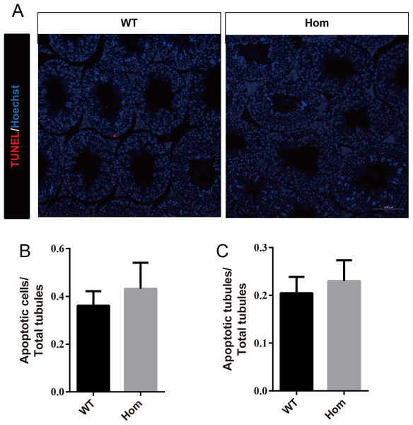 Apoptotic cells are not increased in Fank1−/− testes.