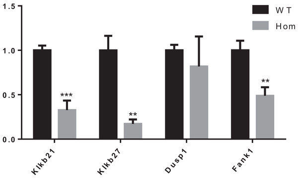 Expression changes in Fank1−/− testis.