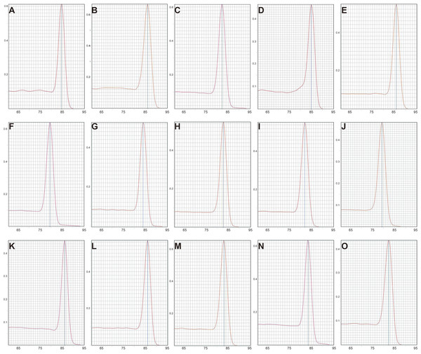 Melting curves of 15 candidate reference genes in RT-qPCR.