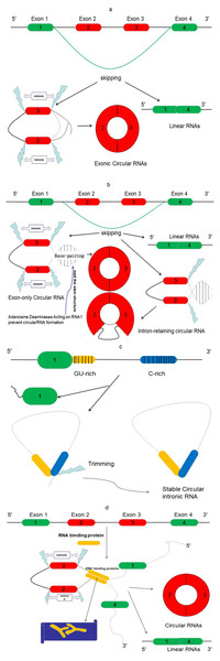 The proposed models of circRNA formation.