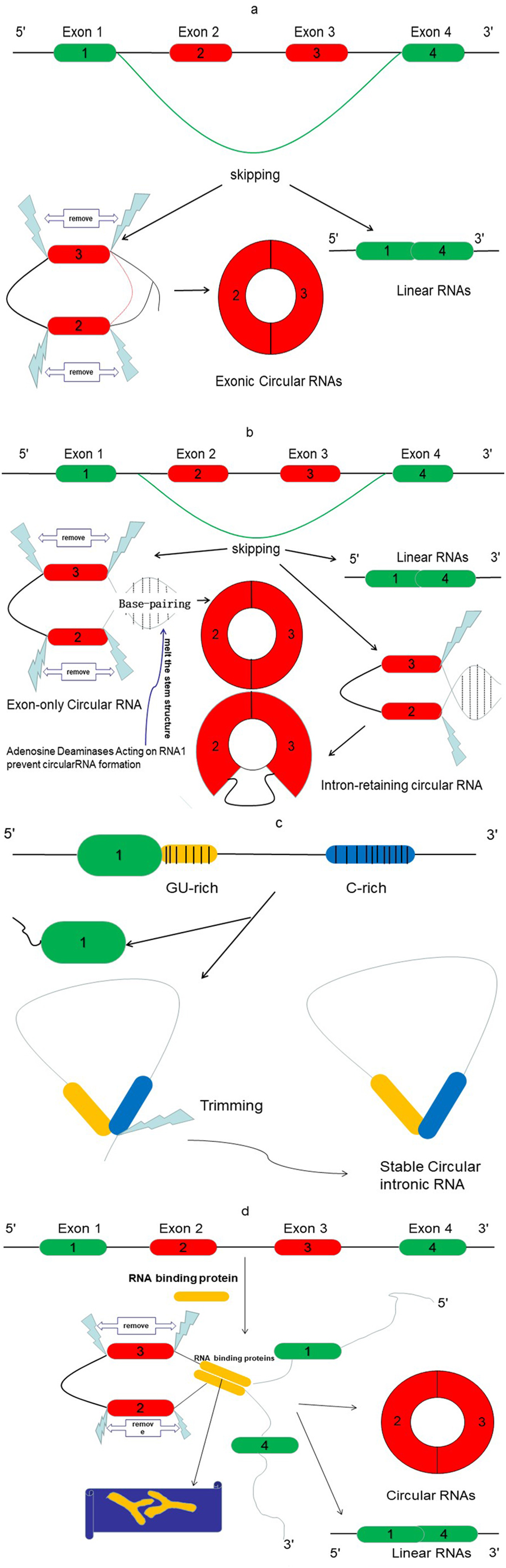 Circular RNAs as potential biomarkers and therapeutics for 