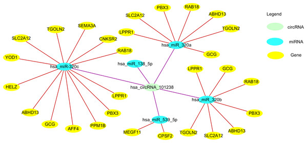 The circ101238/miR/target gene regulatory network.