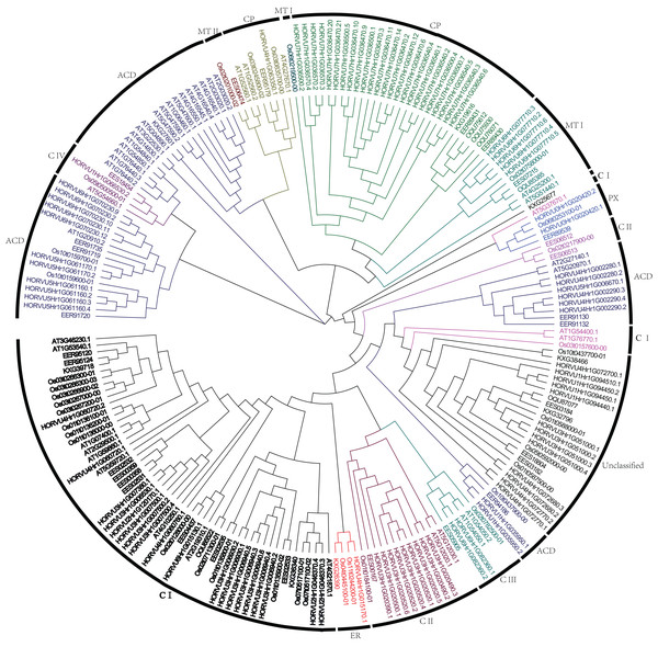 Phylogenetic relationship of Hsp20s from Arabidopsis, rice, sorghum, and barley.
