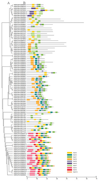 Phylogenetic relationships and motif compositions of HvHsp20 proteins.