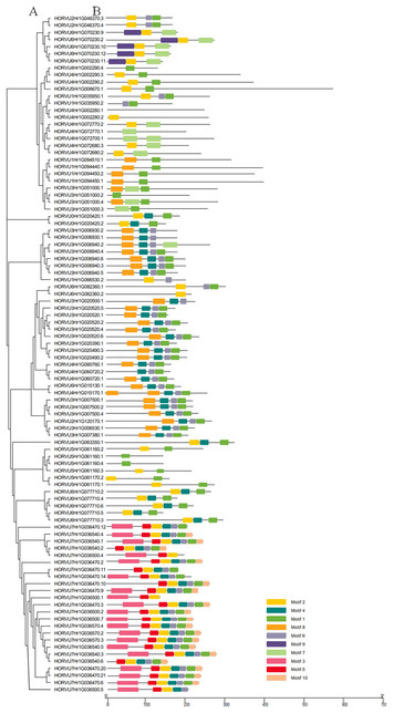 Genome-wide identification and expression profile analysis of the Hsp20 ...