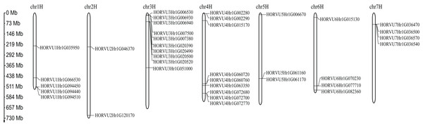 Chromosome localizations of barley HvHsp20 genes.
