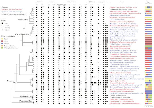 Survey of 13 digestive enzyme genes in 48 birds.