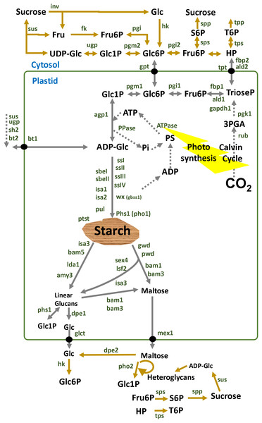 Overview of starch enzymes.