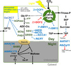 Exploring regulatory networks in plants: transcription factors of ...