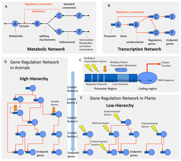 Regulation networks in plants.