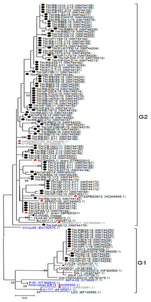 Phylogenetic analysis of the complete ORF3 gene.