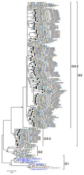 Phylogenetic analysis of the partial N gene.