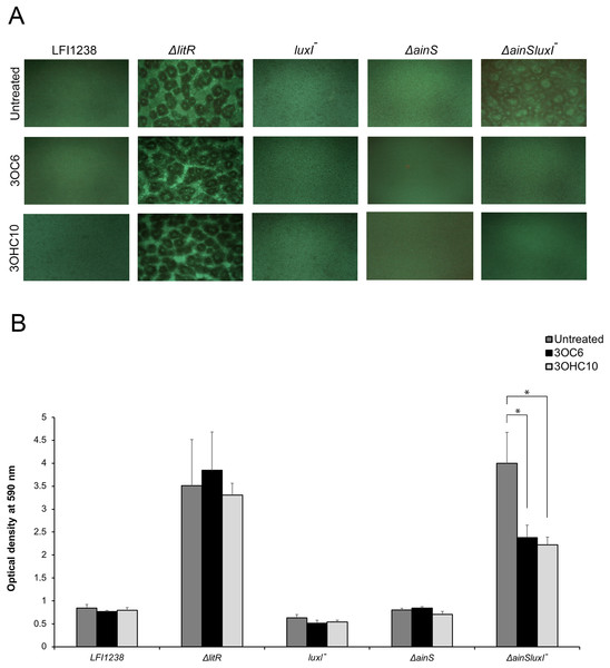 The effect of 3OC6-HSL and 3OHC10-HSL on biofilm formation of LFI1238, ΔlitR, luxI−, ΔainS, and ΔainSluxI−.