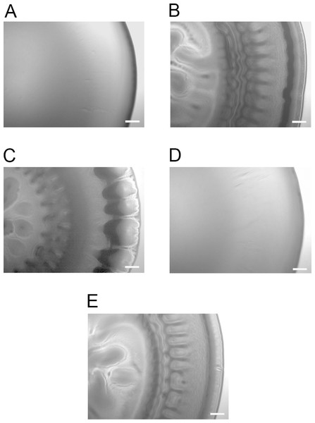 Colony morphology on SWT agar.