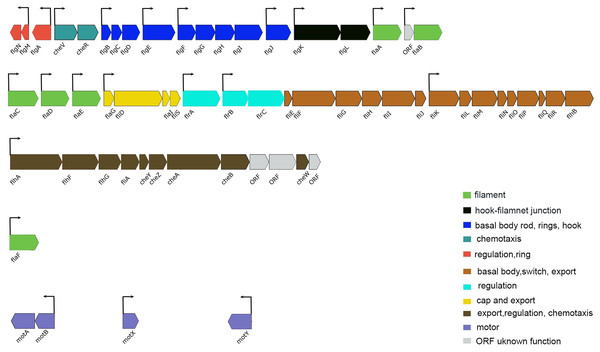 Schematic representation of the genetic organization of A. salmonicida flagellar gene system.