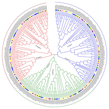 Identification and comparative analysis of the CIPK gene family and ...