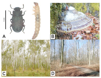 The Microbiome Profiling Of Fungivorous Black Tinder Fungus Beetle 