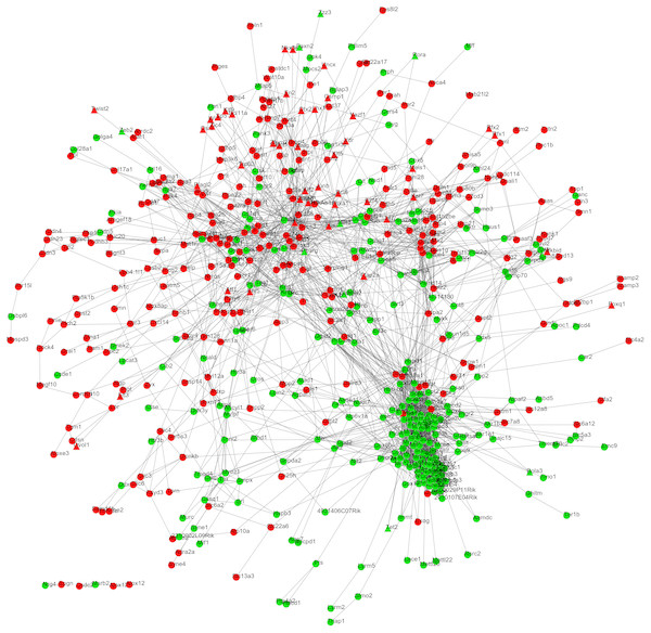 The protein–protein interaction network.
