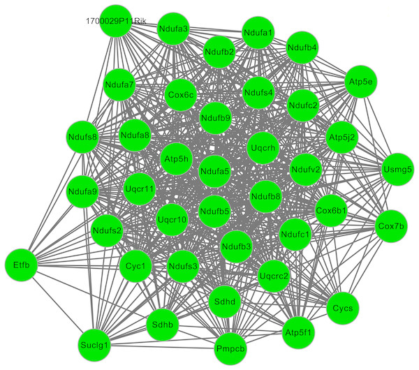 The significant module 1 extracted from the protein–protein interaction network.