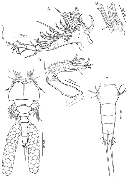 Line drawings of Nothobomolochus johndaveorum n. sp.