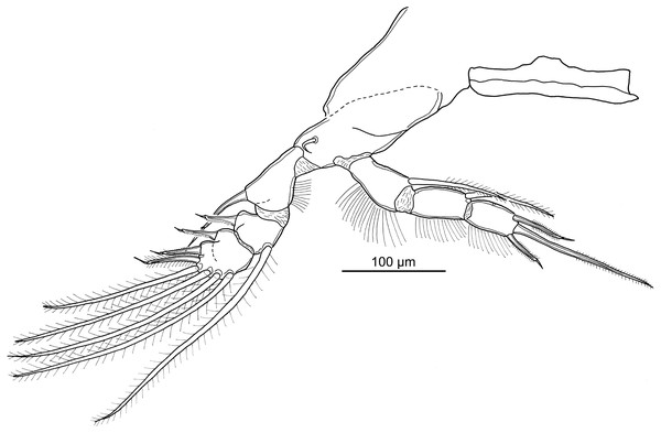 Line drawing of Nothobomolochus johndaveorum n. sp.
