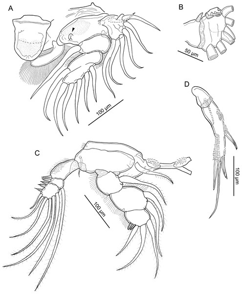 Line drawings of Unicolax longicrus n. sp. female.