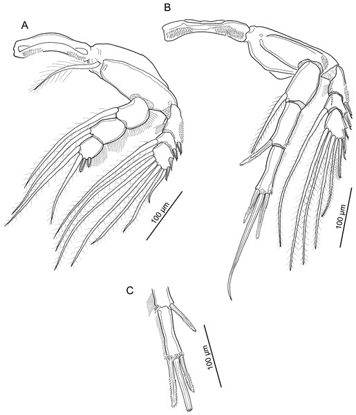 Line drawings of Unicolax longicrus n. sp. female.