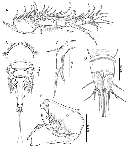 Line drawings of Unicolax longicrus n. sp. male.