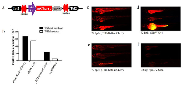Functional assay of the chicken “5′HS4” insulators in the enhancer-detection vector.