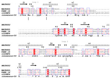 A novel conserved family of Macro-like domains—putative new players in ...