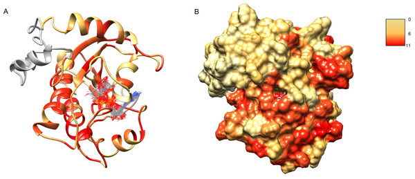 Structure model of C12ORF4 with COFACTOR positions of high scoring potential ligands–ADP-ribose molecules.