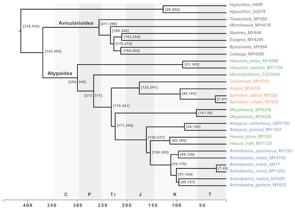 Chronogram derived from Phylobayes analyses, estimated using calibration with minimum age for the root node of Atypoidea = 210 MYA.