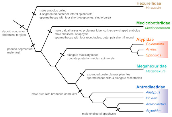 Summary of new taxonomy and diagnostic morphological characters.
