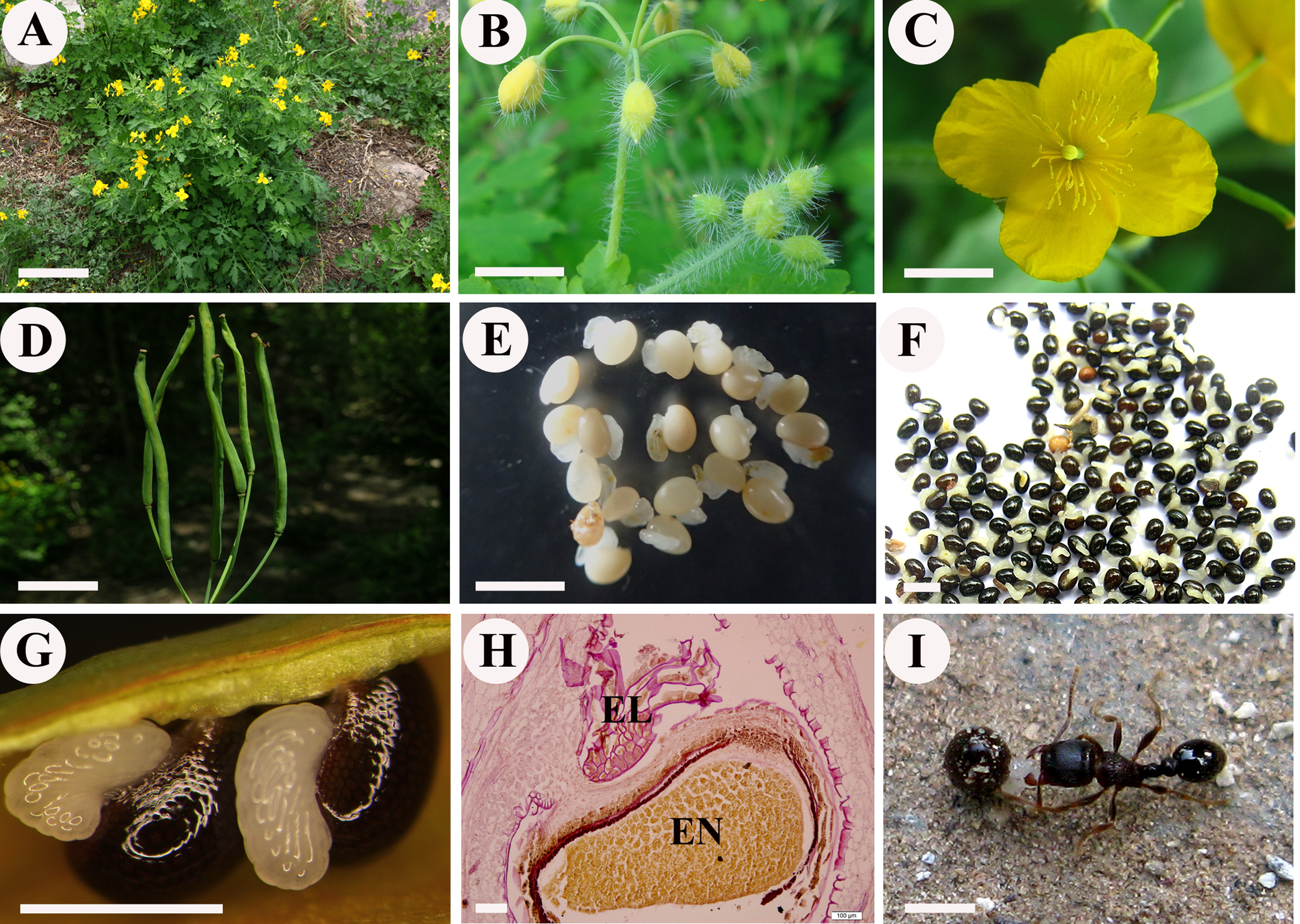 Transcriptome analysis of Chelidonium majus elaiosomes and seeds ...