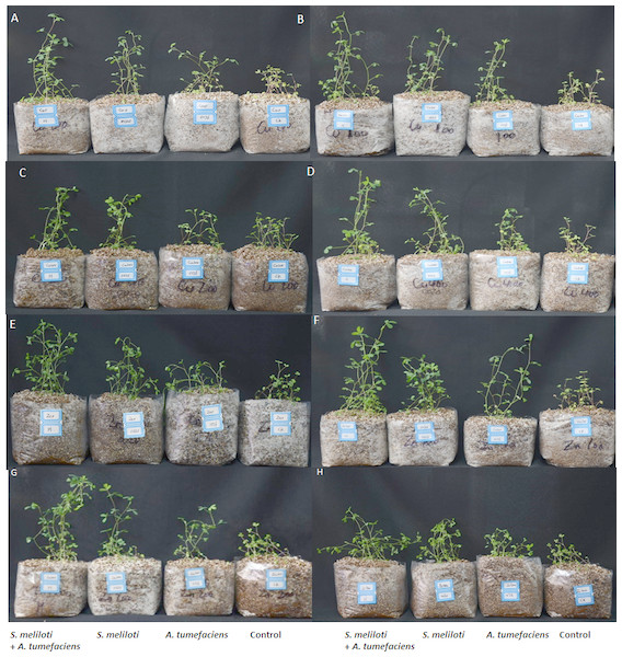 The growth of M. lupulina inoculated with S. meliloti and A. tumefaciens alone or combination in a pot with or without different concentrations of Cu/Zn and at 40 days after inoculation.