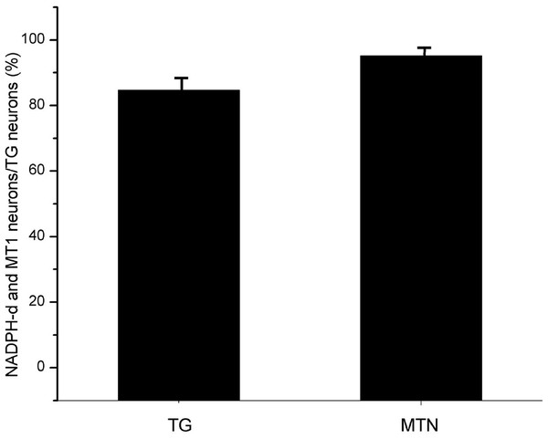 The proportion of coexisting neurons MT1 and NADPH-d in TG and MTN.