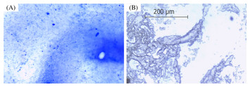 Spray-dried immobilized lipase from Geobacillus sp. strain ARM in sago ...